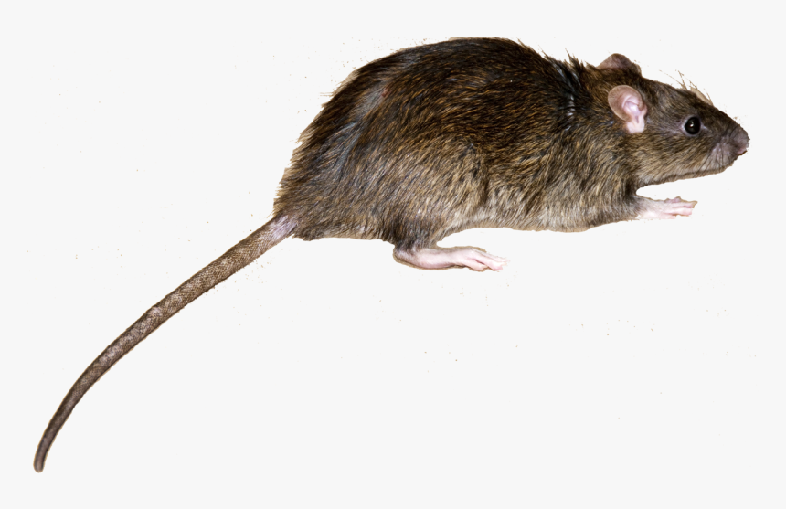 Roof Rat Vs Norway Rat - Norway Rat, HD Png Download, Free Download