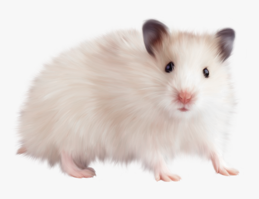 Transparent Mouse Png Picture - Mouse Animal Png, Png Download, Free Download