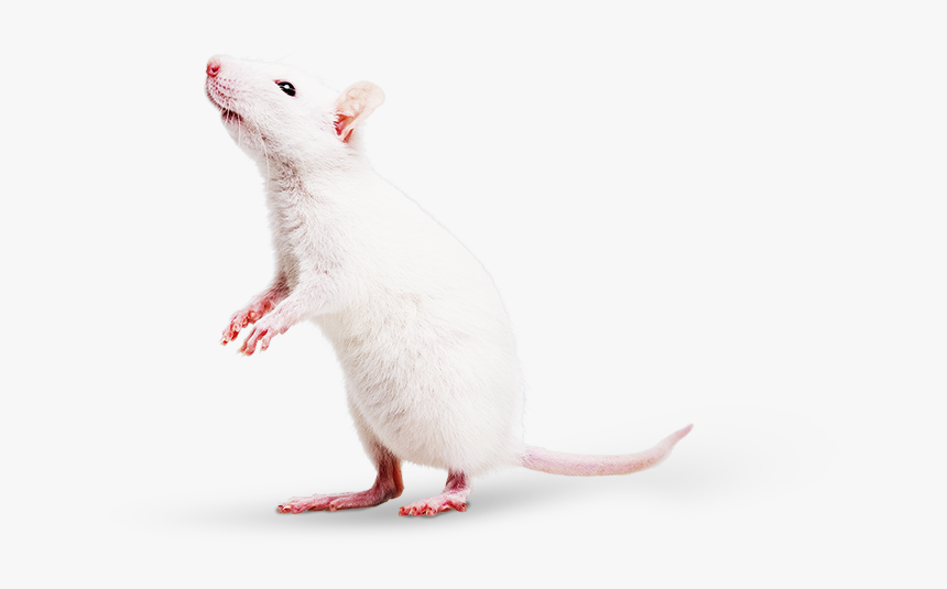 Mouse, HD Png Download, Free Download