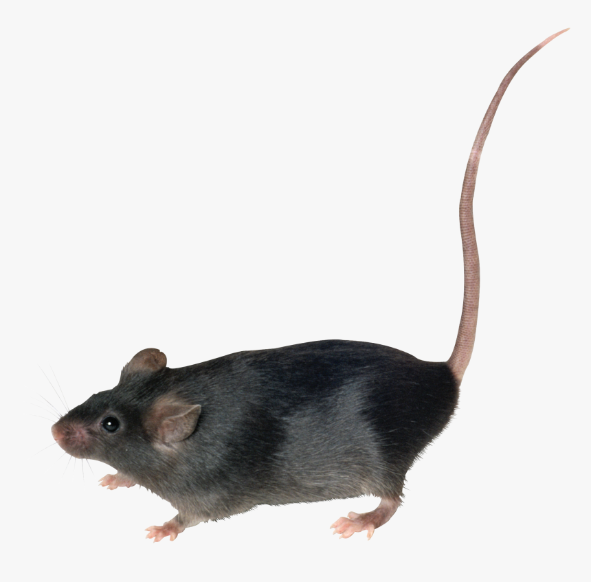 Mouse Image - Мышь Пнг, HD Png Download, Free Download