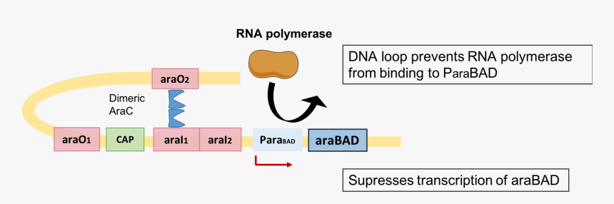 Negative Regulation Of L-arabinose Operon Via Arac - Negative Regulation Of L Arabinose, HD Png Download, Free Download