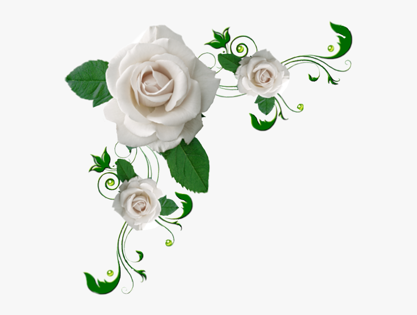 #roses #white #corner #decoration #vine - Rose White Flower Png, Transparent Png, Free Download