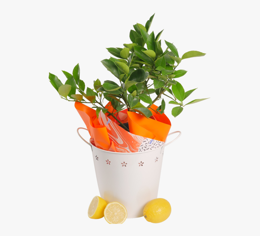 Lemon , Png Download - Bucket Tree Png Hd, Transparent Png, Free Download