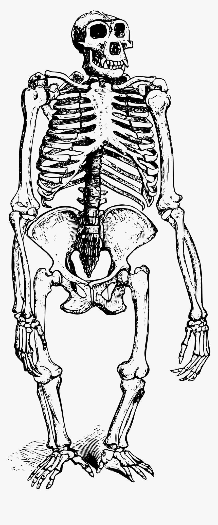 Skeleton Big Image Png - Gorilla Skeleton Png, Transparent Png, Free Download