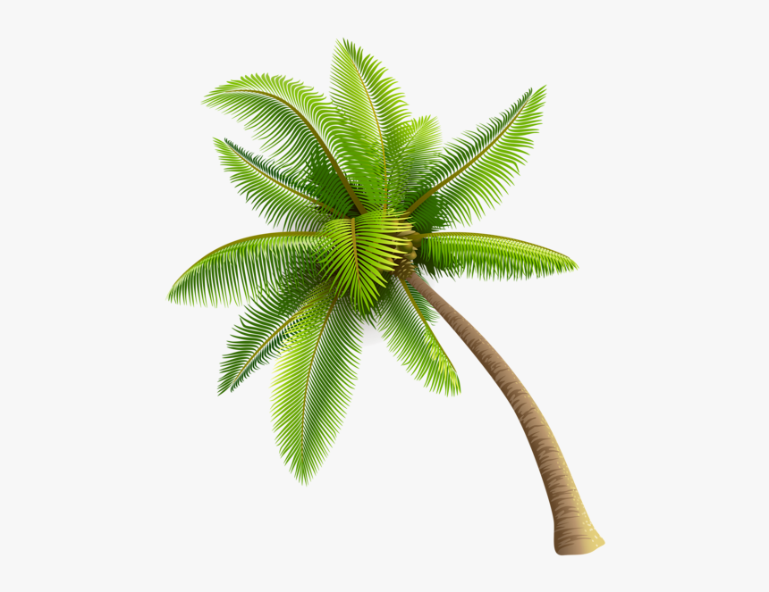 Beach Coconut Tree Png - Transparent Background Coconut Tree Png, Png Download, Free Download