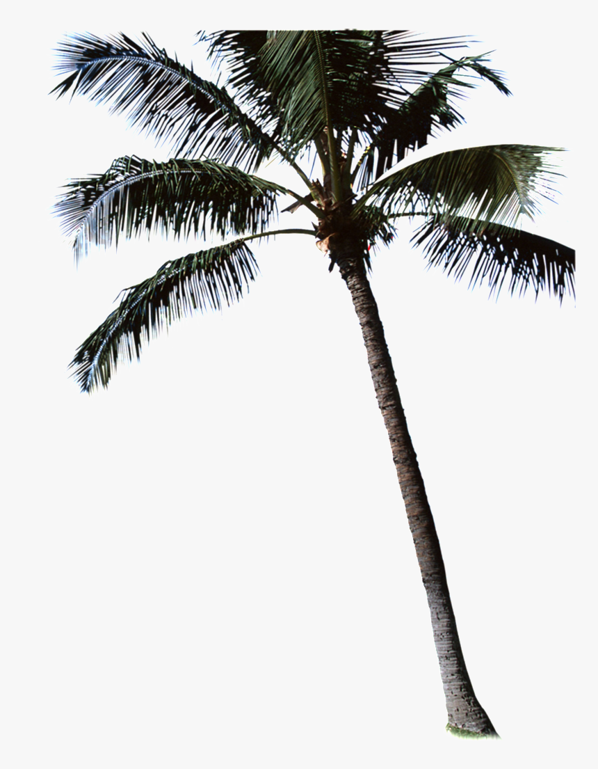 Beautiful High Definition Close Up Coconut Tree Vector - Attalea Speciosa, HD Png Download, Free Download