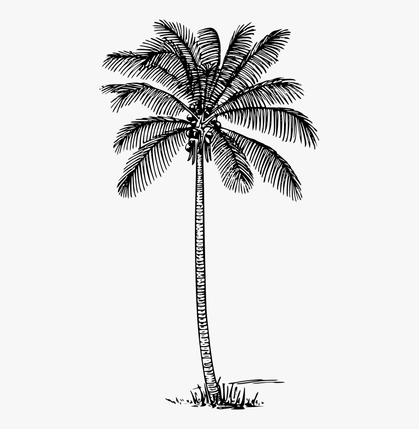 Outline Image Of Coconut Tree, HD Png Download, Free Download