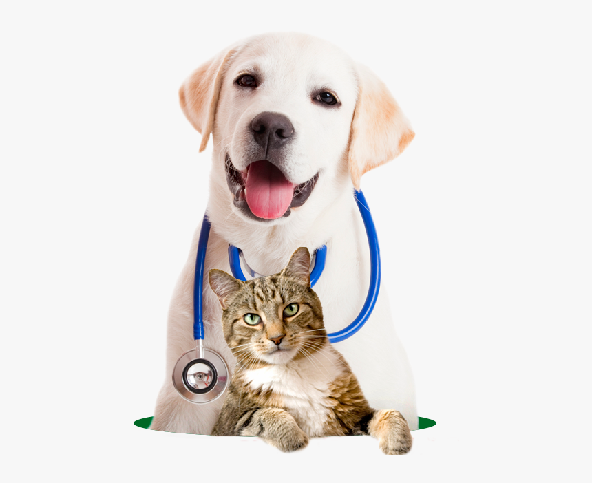 Dog Check Up Png, Transparent Png, Free Download