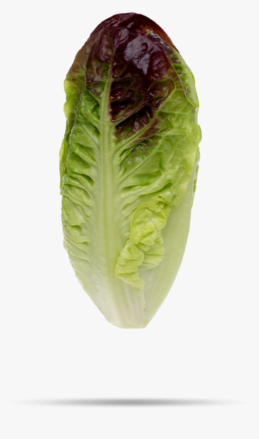 Celtuce, HD Png Download, Free Download