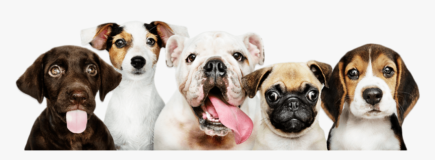 Hypoallergenic Dog Breeds, HD Png Download, Free Download