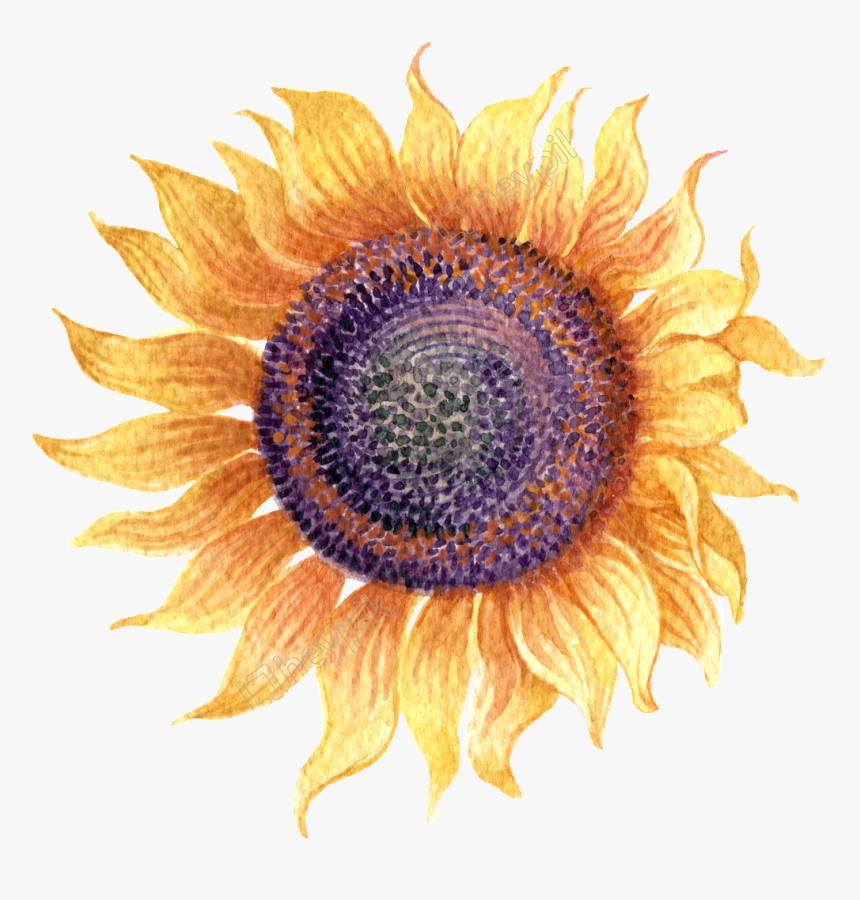 Watercolor Graffiti To Sunflower Transparent - Transparent Background Watercolor Sunflower Clipart, HD Png Download, Free Download