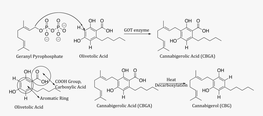 Genetic Code For Marijuana, HD Png Download, Free Download