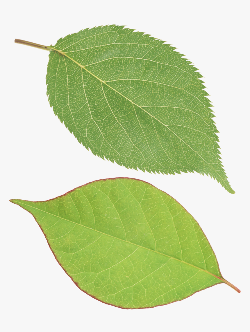 Green Leaf Png - Single Green Leaf Png, Transparent Png, Free Download