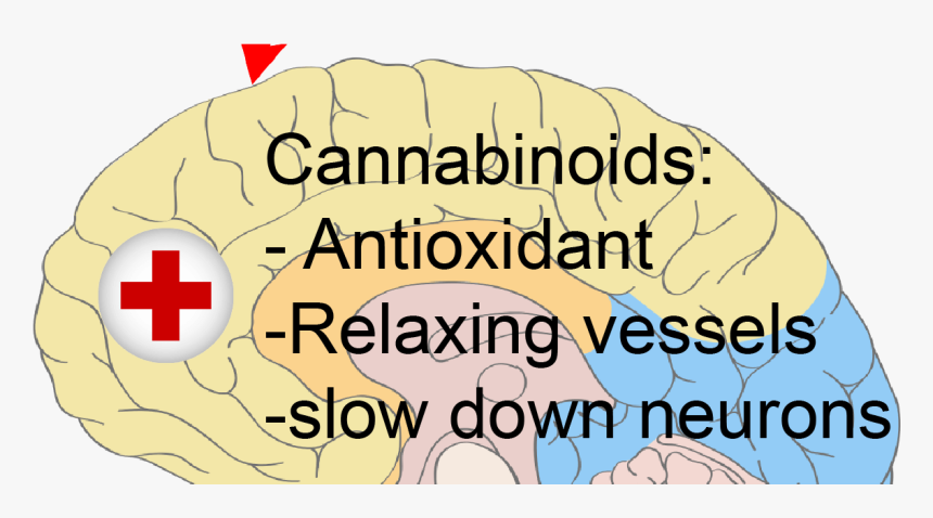 Does Cannabis Kill Brain Cells - Tilt The Screen Back Read, HD Png Download, Free Download