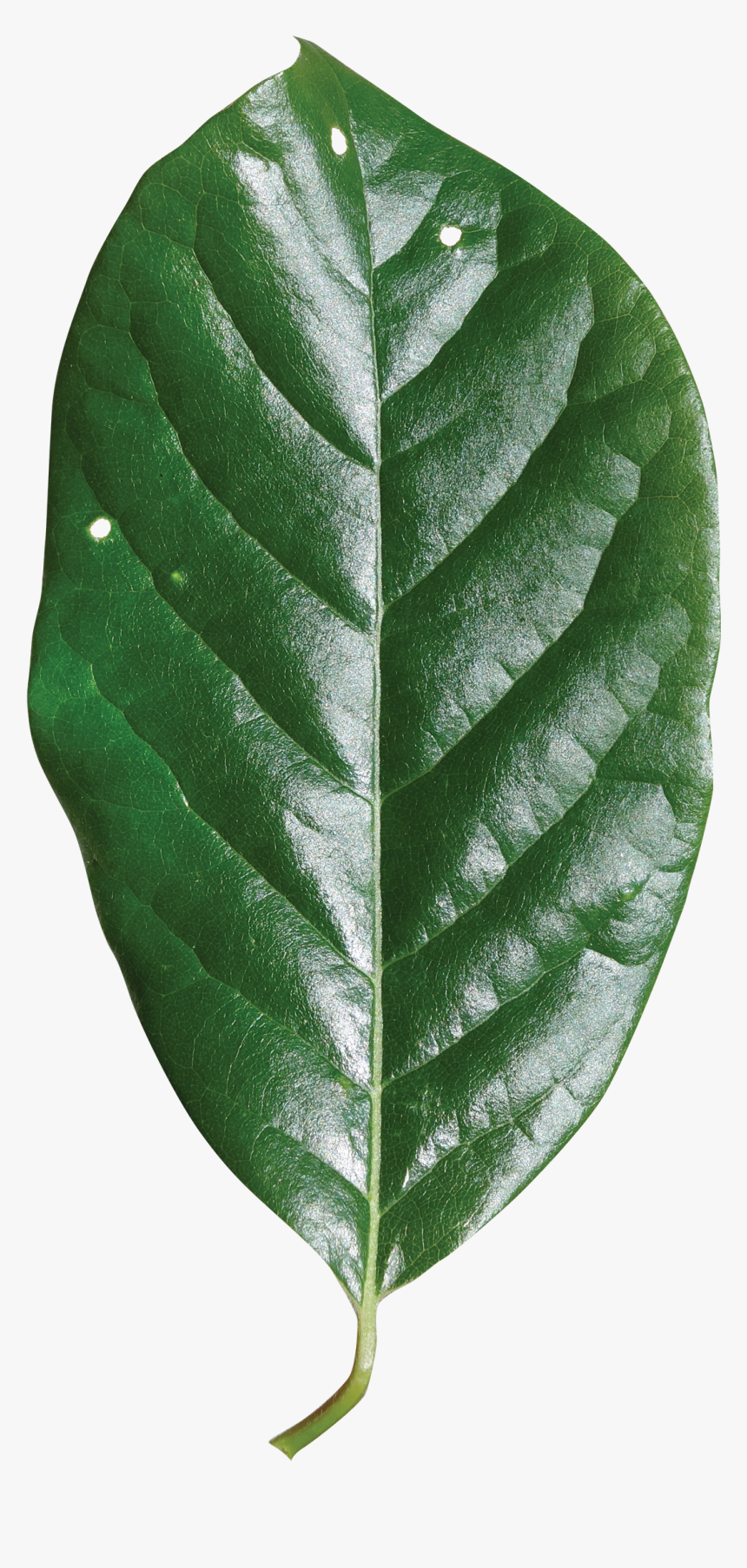 Single Green Leaf Png - Single Green Leaves Png, Transparent Png, Free Download