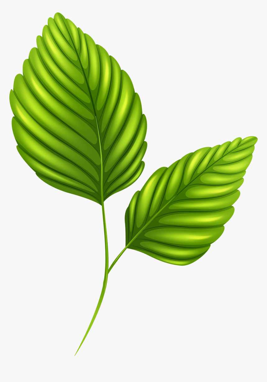 Two Green Png Image - Two Green Leaves Clipart, Transparent Png, Free Download