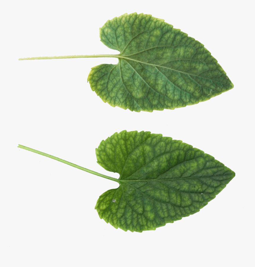 Green Leaf Png - Leaf Texture .png, Transparent Png, Free Download