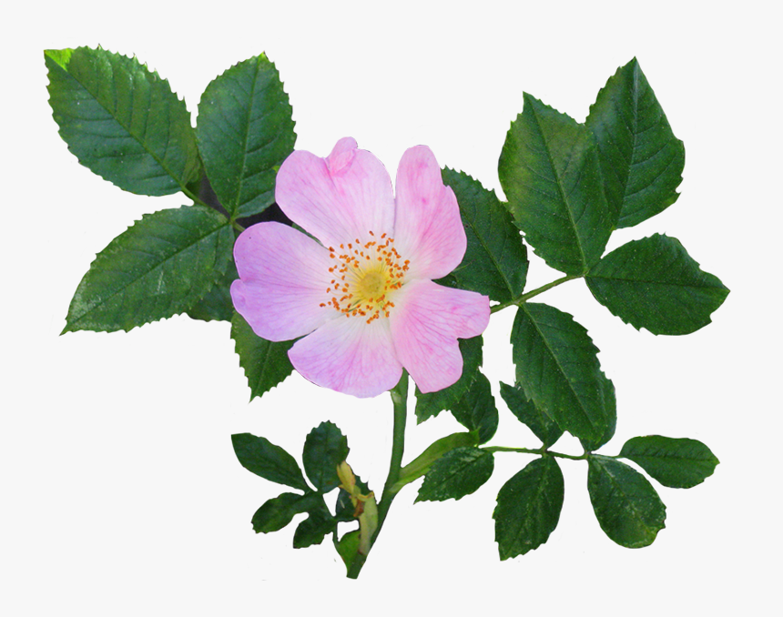 Wild Rose Flower And Leaves - Flower With Leaves Png, Transparent Png, Free Download