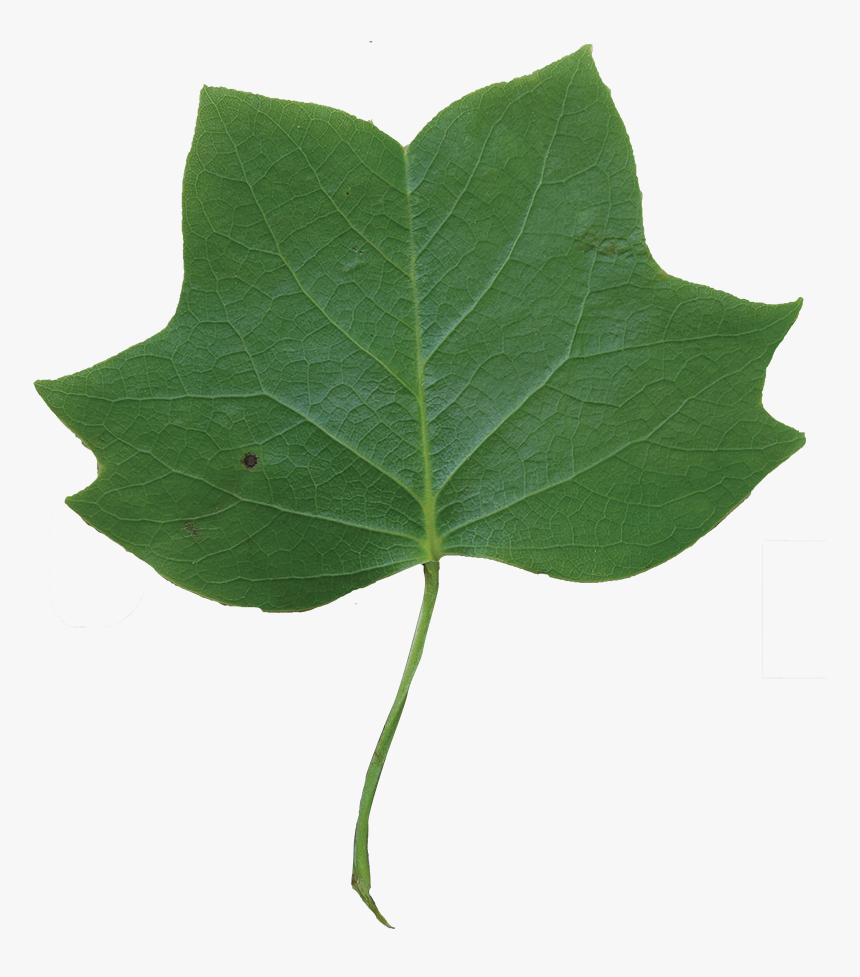 Tulip Poplar, HD Png Download, Free Download