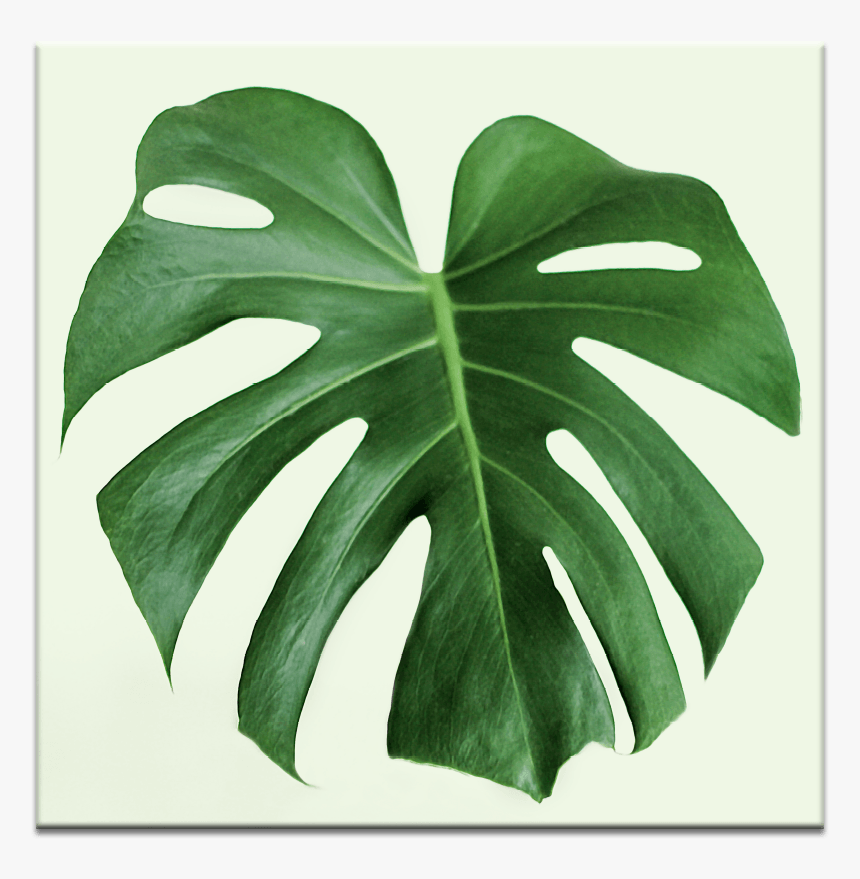 Single Leaf - House Plants, HD Png Download, Free Download