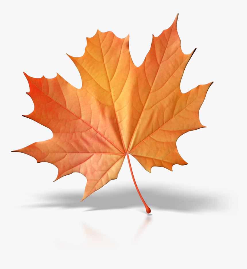 Single Green Leaf Png, Transparent Png, Free Download