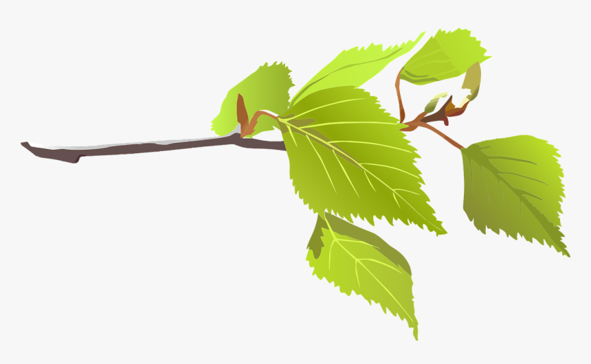 River-birch - Leaves On A Branch, HD Png Download, Free Download