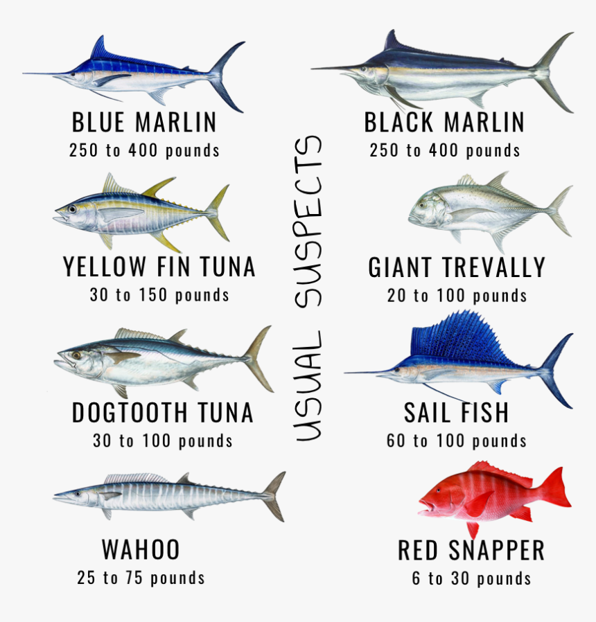 Maldives Game Fishes Skull Fishing - Types Of Tuna In Maldives, HD Png Download, Free Download