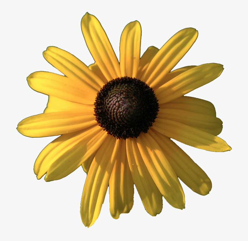 Black Eyed Susan Transparent, HD Png Download, Free Download