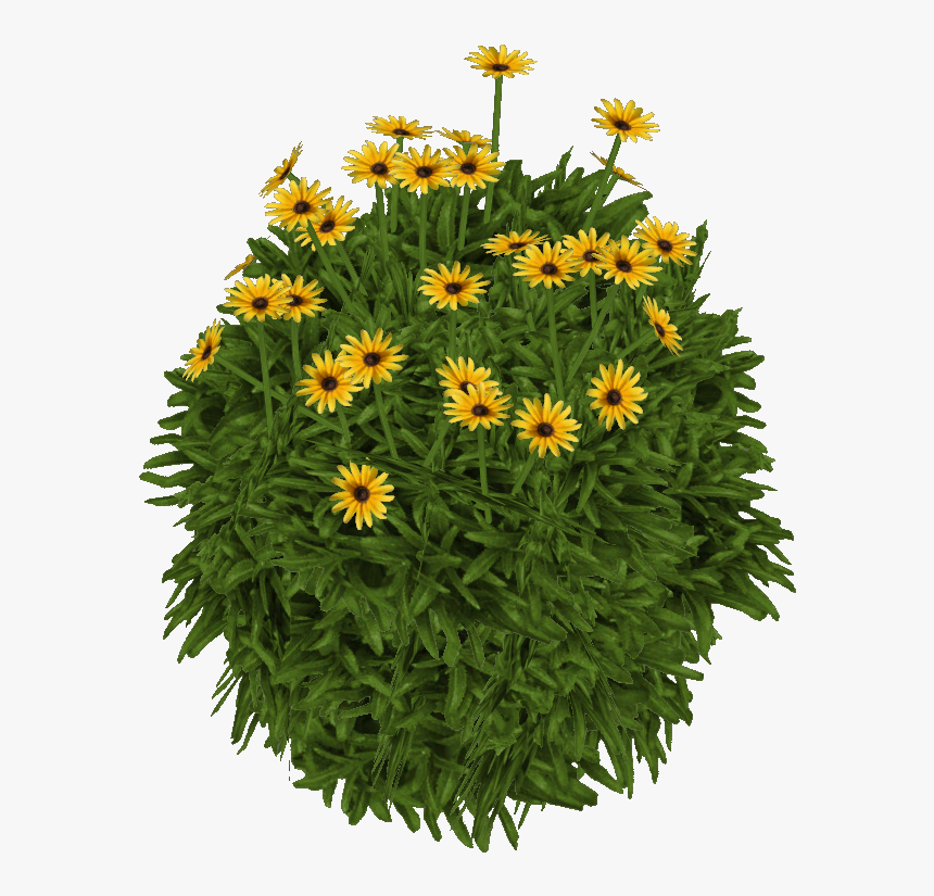 Susanblackeyed Jimmyzhoopz - Gazania Png, Transparent Png, Free Download