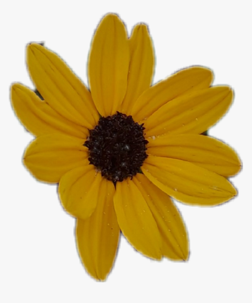 Transparent Sunflower Clipart - Black-eyed Susan, HD Png Download, Free Download