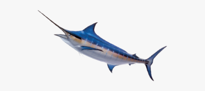 Atlantic Blue Marlin, HD Png Download, Free Download