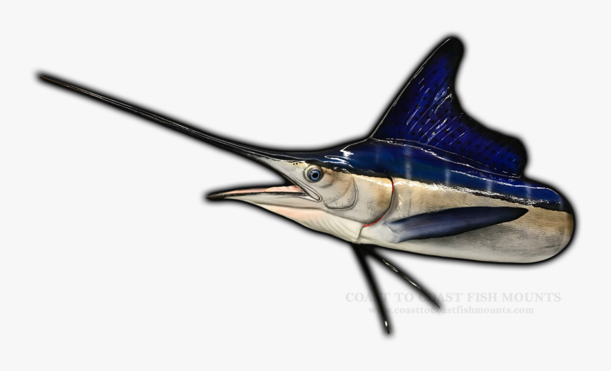 Long Nose Fish, HD Png Download, Free Download