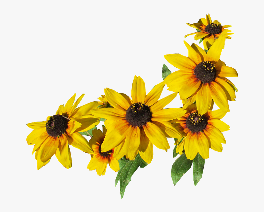 Flowers, Yellow, Cut, Out - Flores Amarela Png, Transparent Png, Free Download