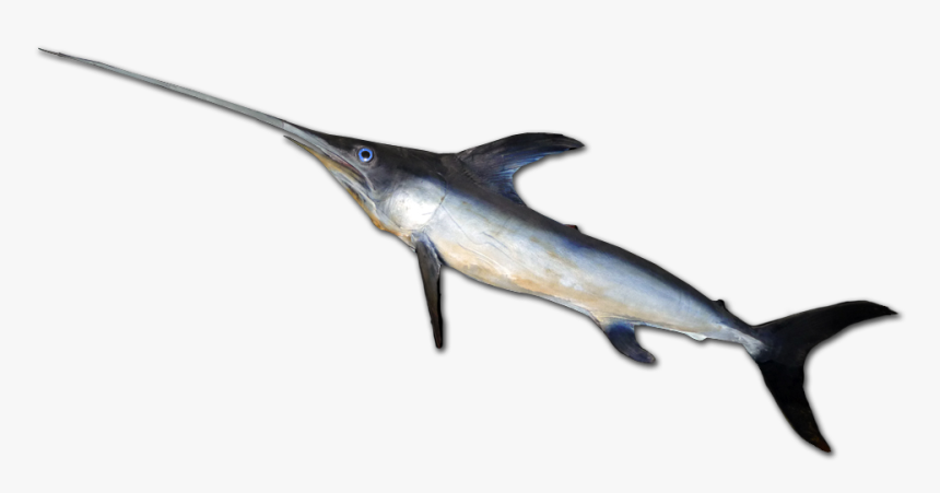 Atlantic Blue Marlin - Swordfish, HD Png Download, Free Download