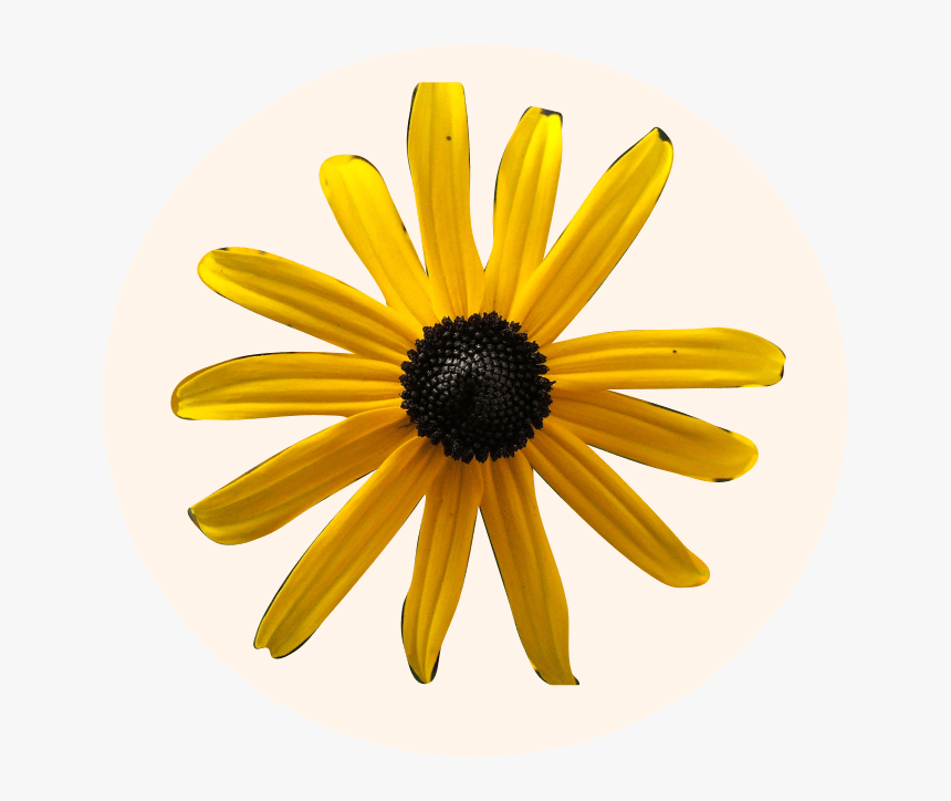 Black-eyed Susan, HD Png Download, Free Download