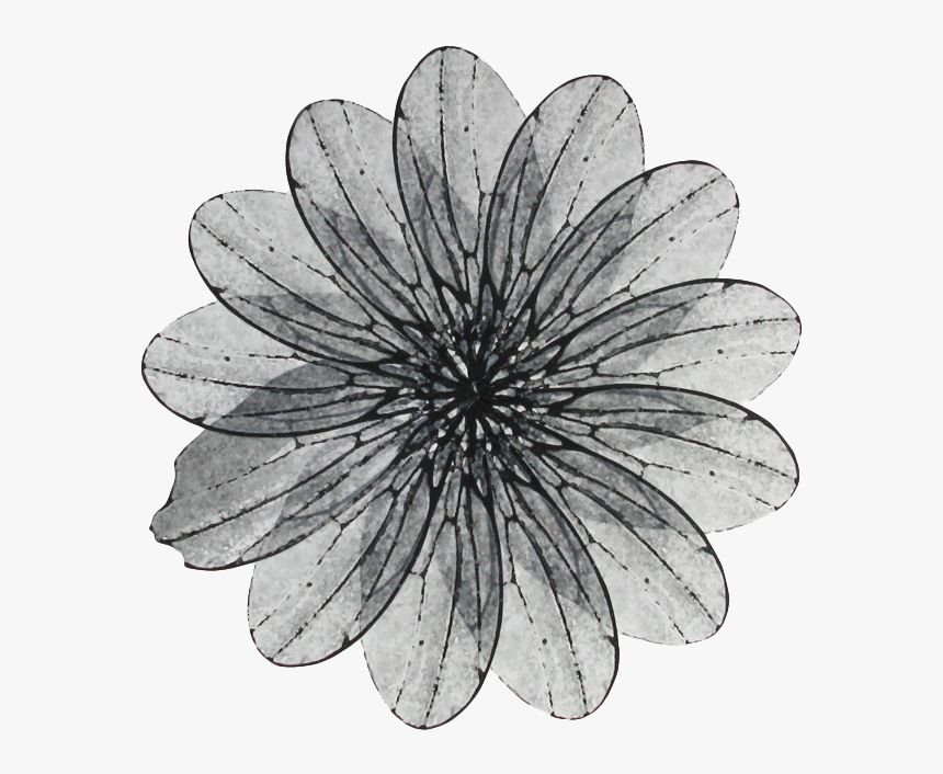 6 Mar 2019 From Washington, Dc - African Daisy, HD Png Download, Free Download