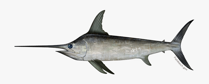 Swordfish Illustration - Sword Fish Png, Transparent Png, Free Download