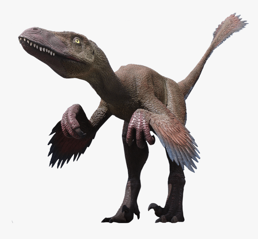 Velociraptor Png Clipart - Deinonychus Png, Transparent Png, Free Download