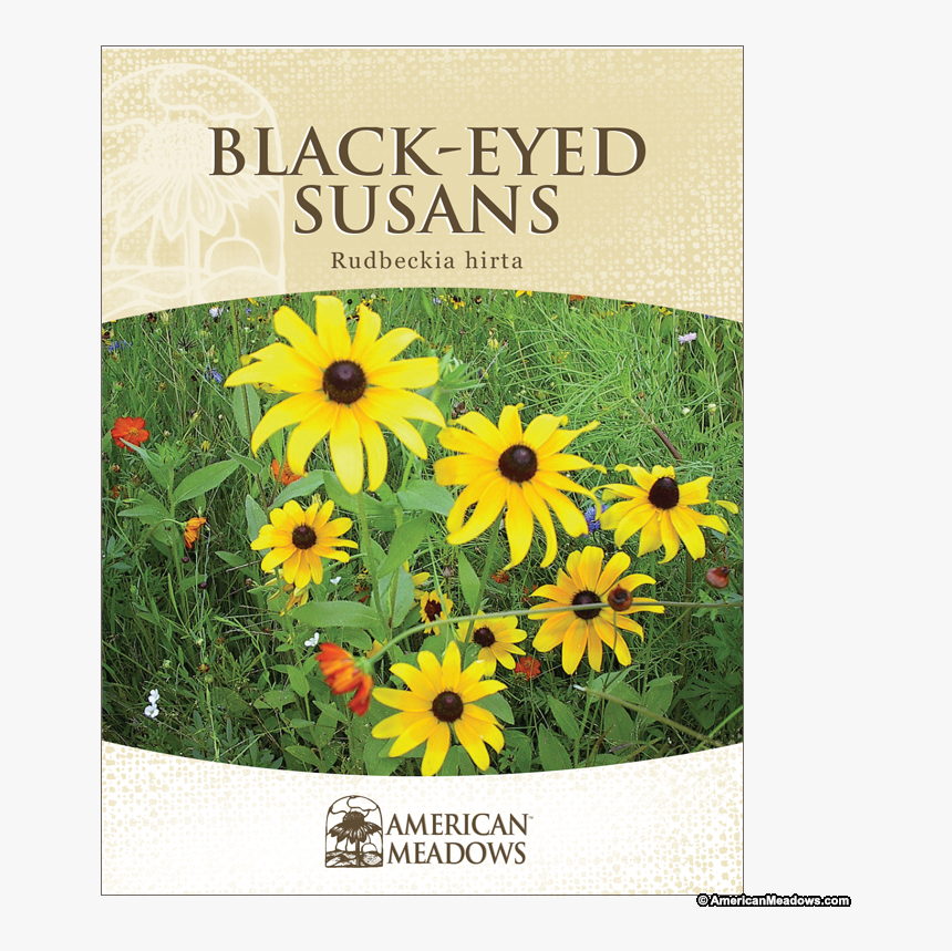 Black-eyed Susan, HD Png Download, Free Download