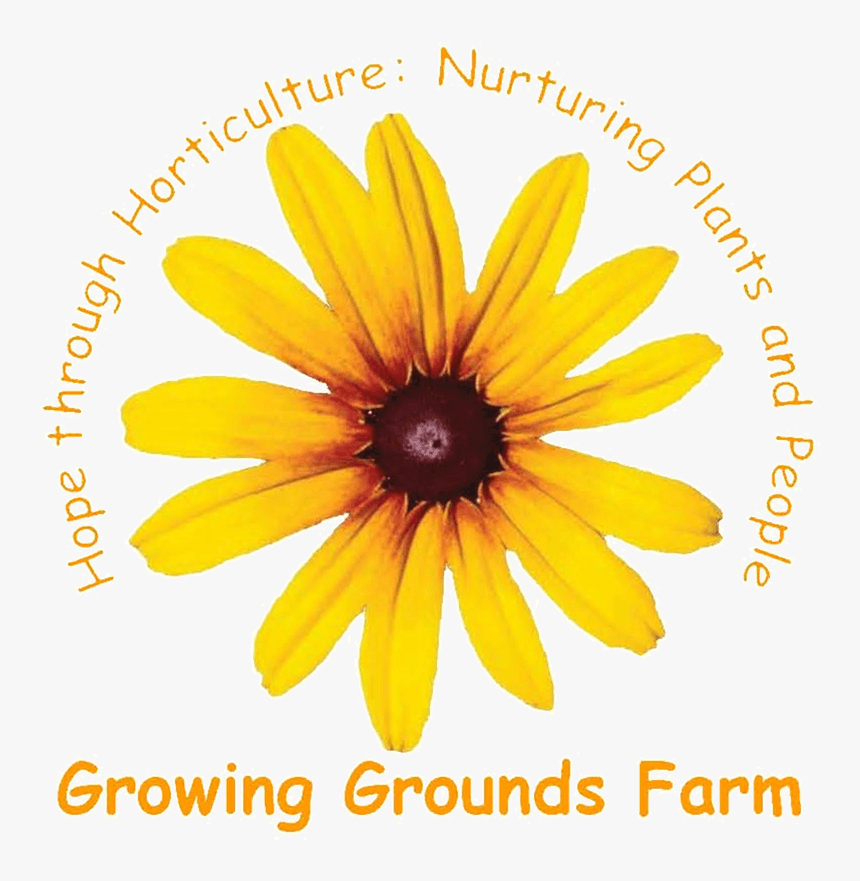 Transparent Black Eyed Susan Png - Black-eyed Susan, Png Download, Free Download