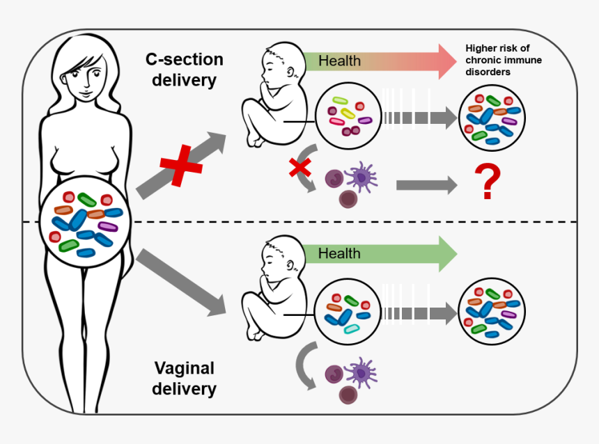 C Section Gut Microbiome, HD Png Download, Free Download