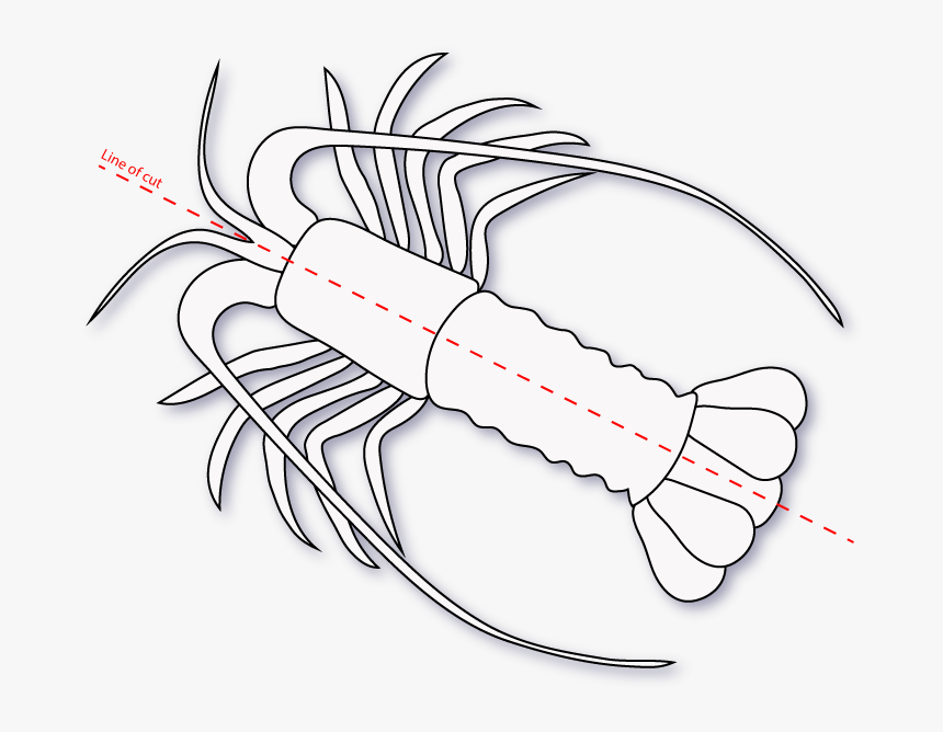 Lobster Split - Homarus, HD Png Download, Free Download