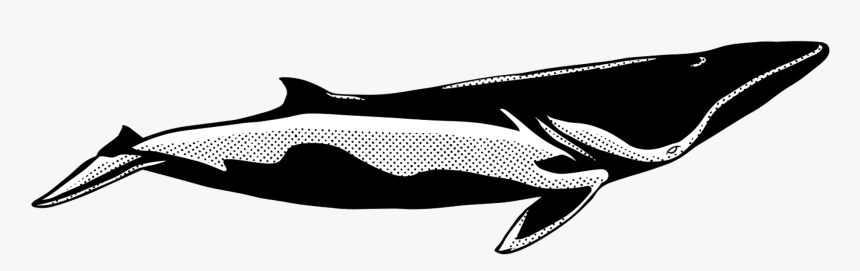 Blue Whale, HD Png Download, Free Download