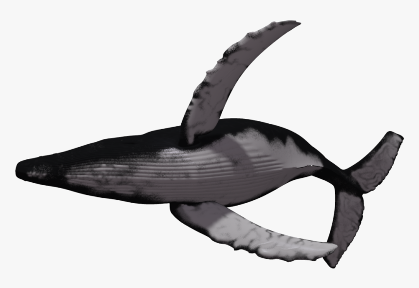 Transparent Humpback Whale Png - Humpback Whale White Background, Png Download, Free Download