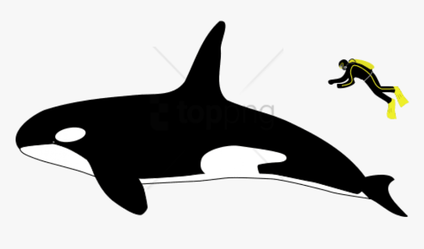 Free Png Killer Whale Size Compared To Human Png Image - Killer Whale Size Vs Human, Transparent Png, Free Download