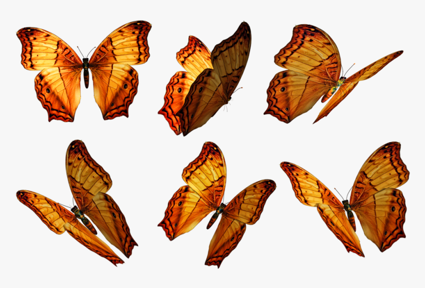 Transparent Butterfly Png , Png Download - Portable Network Graphics, Png Download, Free Download