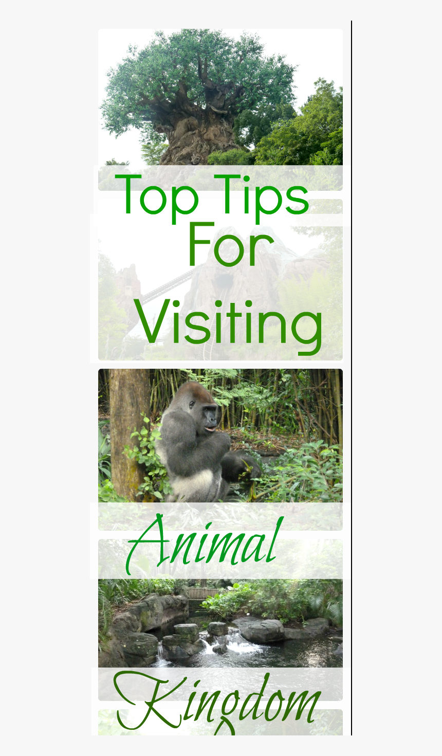 Top Tips For Visiting Animal Kingdom - Disney World, Disney's Animal Kingdom, HD Png Download, Free Download