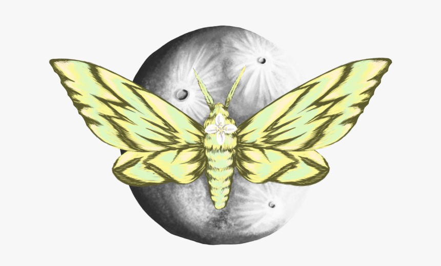 Moth, HD Png Download, Free Download