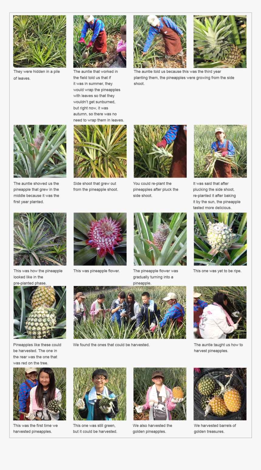 Saw Palmetto, HD Png Download, Free Download