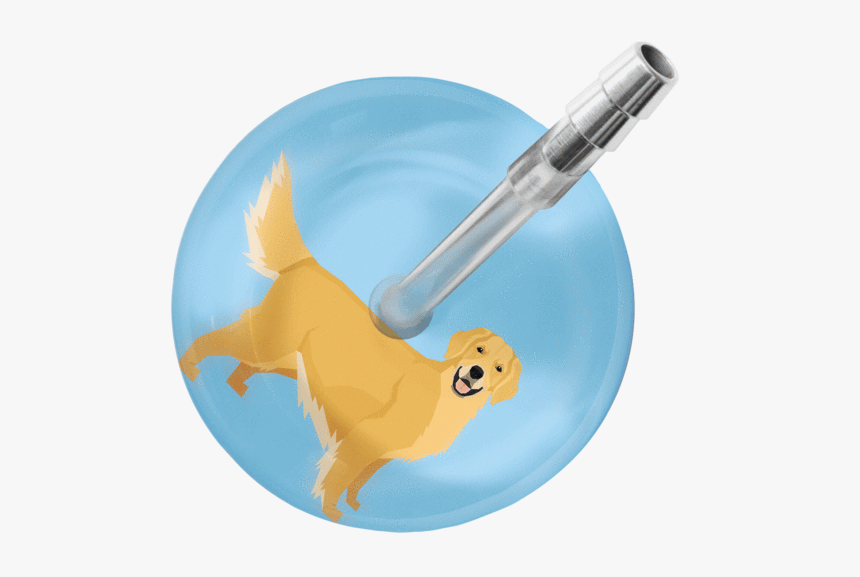 Golden Retriever Stethoscope"
 Class= - Ultrascope Dog, HD Png Download, Free Download